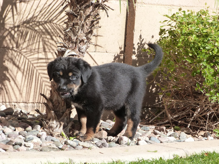 chinook dog